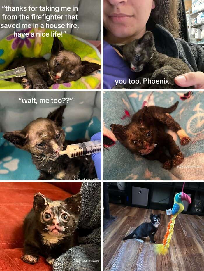 Phoenix, a burn-survivor kitten, heals from ICU care to curious playtime at home