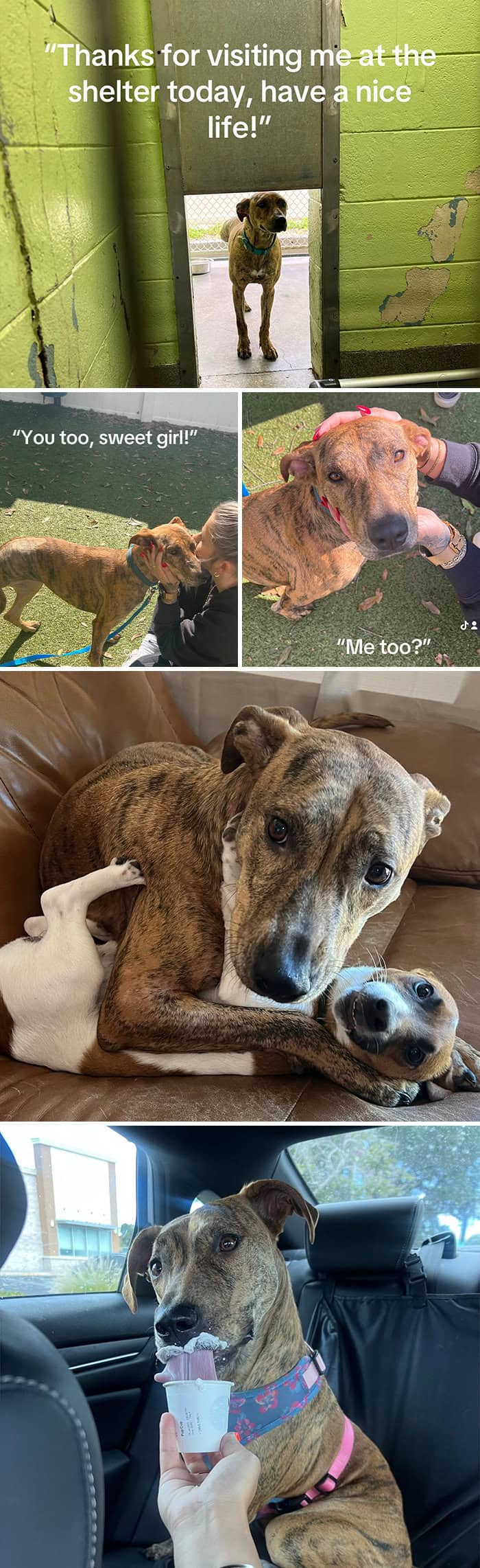 Brindle shelter dog finds home, best friend to cuddle, and celebrates with a pup cup