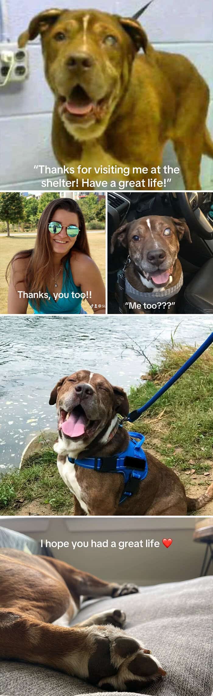 Blind senior dog rescued; smiling by the water and basking in gentle, loved days