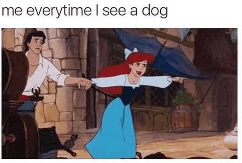 A Disney relationship meme of Ariel getting excited and pointing at a dog.