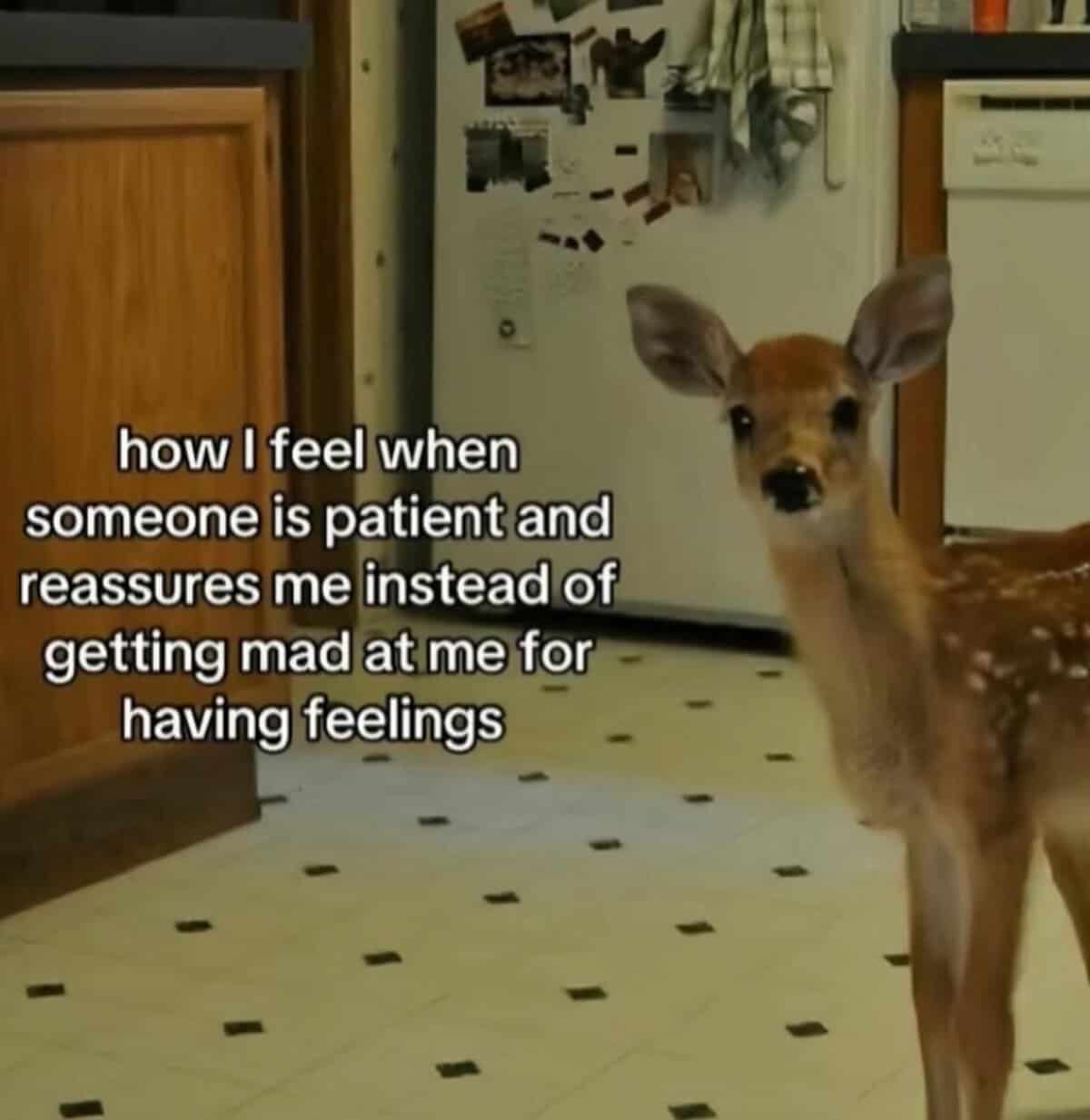 Fawn standing in a kitchen; text: feeling seen when someone is patient and reassuring.
