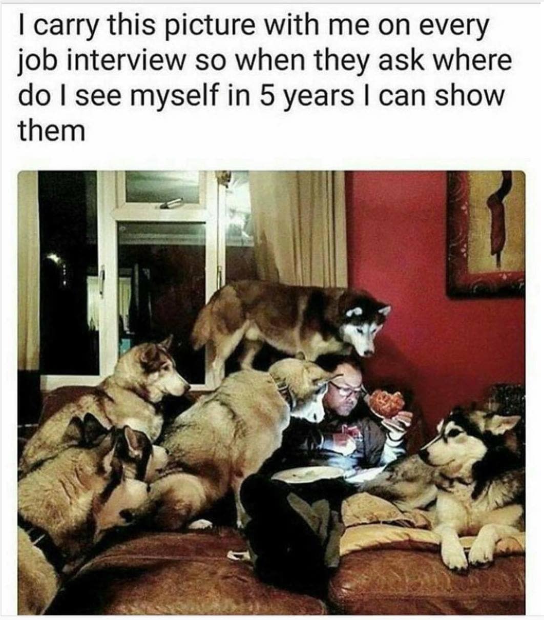 A funny old meme showing a man surrounded by dogs as his answer to "where do you see yourself in 5 years?"