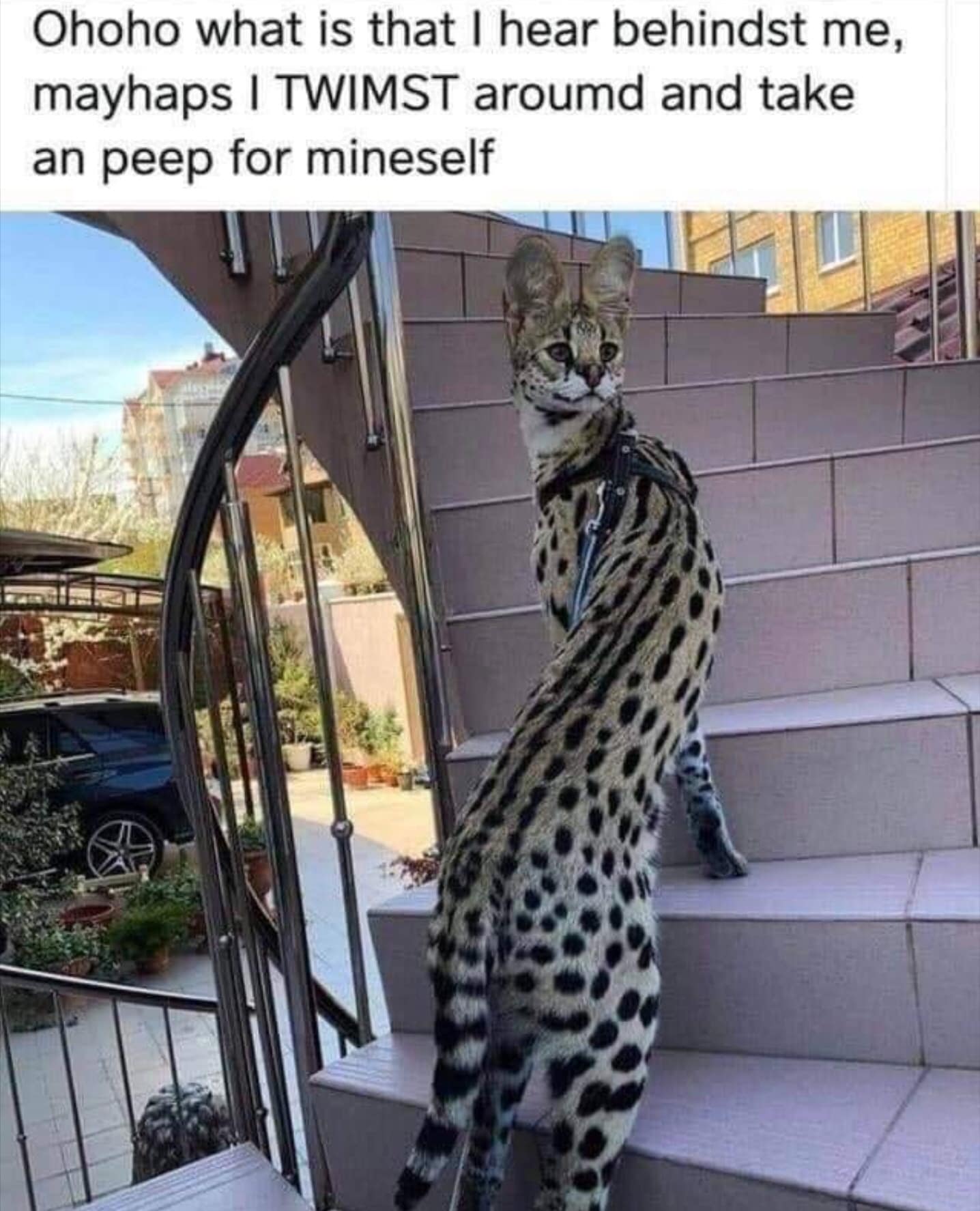 A classic meme of an elegant serval cat on a staircase with a caption written in old-timey, misspelled language.