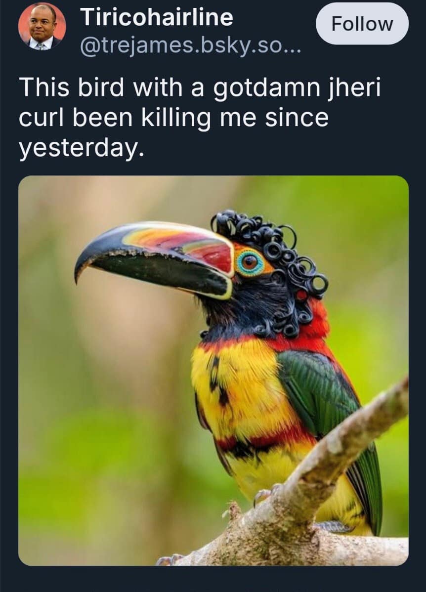 A classic meme tweet about the Curl-crested Aracari, a bird that looks like it has a jheri curl.