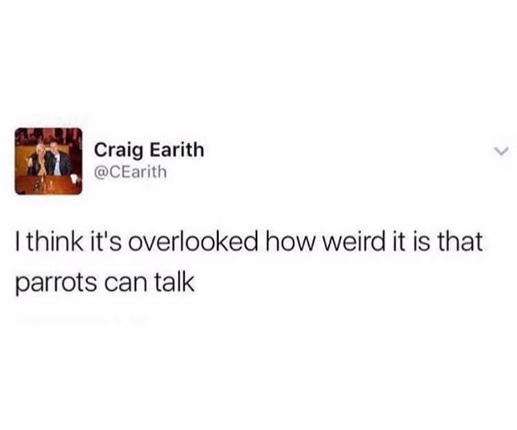 A classic meme tweet pointing out the overlooked fact that it is very weird that parrots can talk.