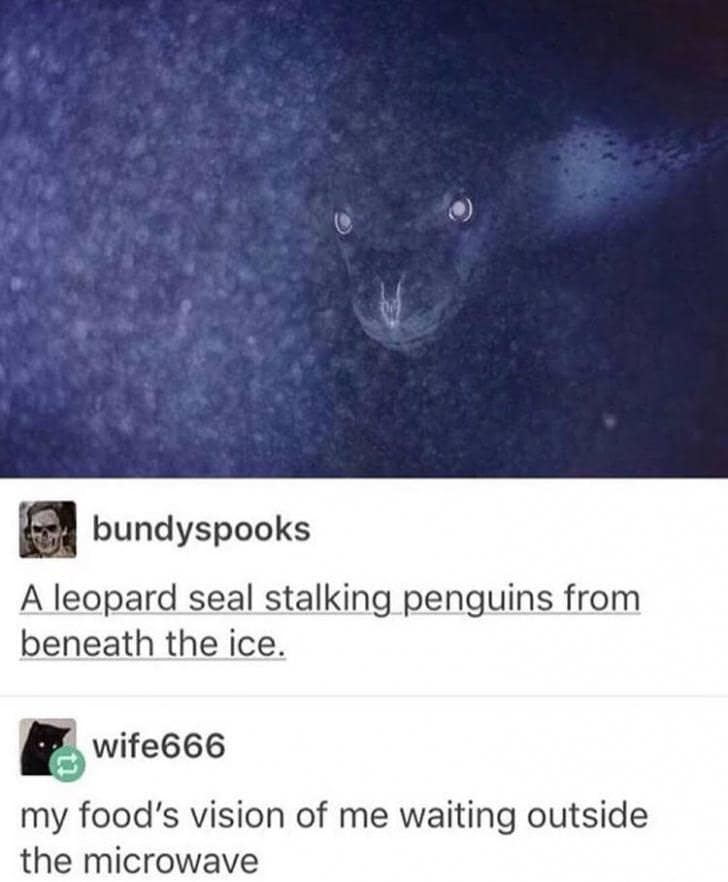 A classic meme comparing a leopard seal under the ice to how you look at your food in the microwave.