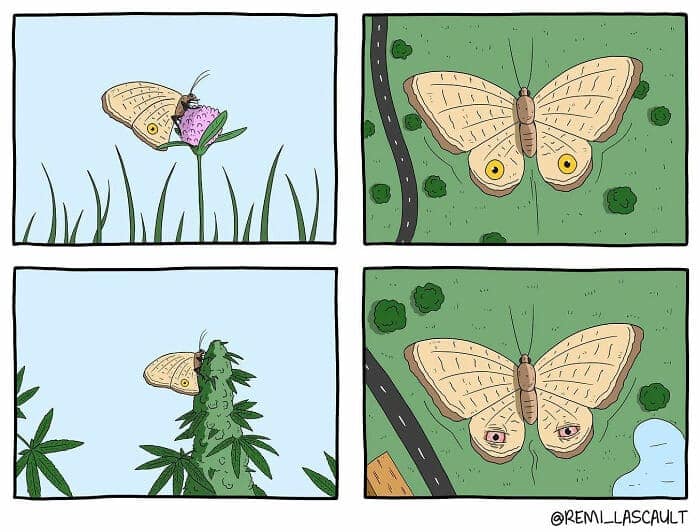 A funny four-panel comic that shows a moth whose eyes become bloodshot and stoned immediately after it lands on a marijuana plant instead of a normal flower.