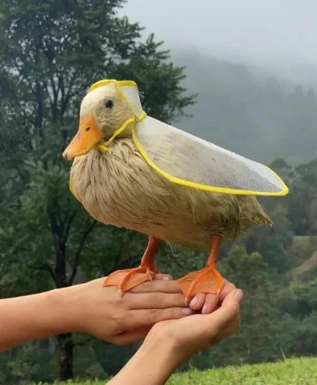 A wholesome and incredibly adorable photo of a small pet duck who is being held in someone's hands, and the duck is wearing a tiny, custom-made transparent raincoat with a yellow hood.