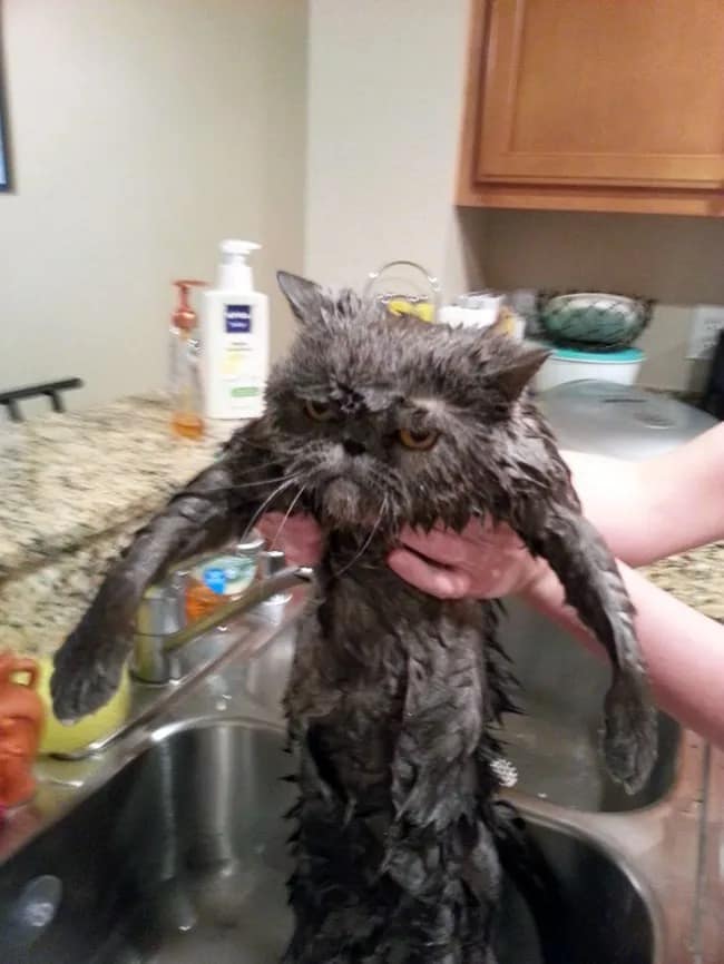 A photo of a skinny, wet, and very angry-looking grey Persian cat after a bath.