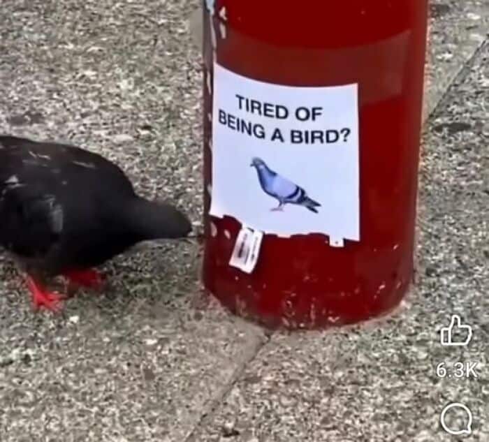 A funny sign on the ground that asks pigeons, "Tired of being a bird?"
