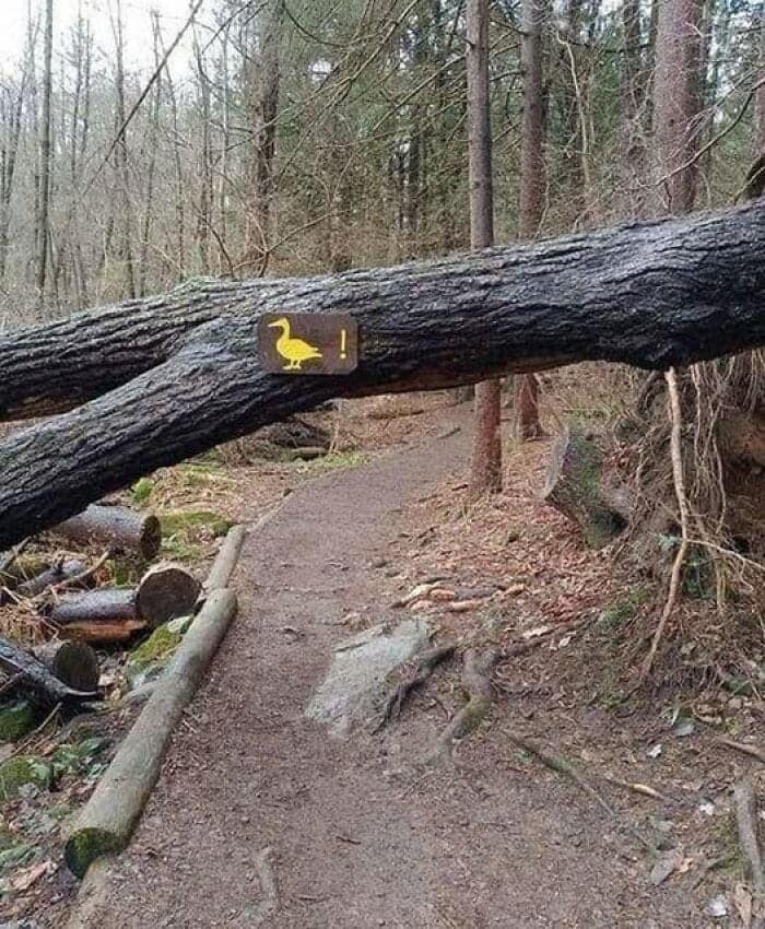A clever and funny sign on a fallen tree that uses a picture of a duck and an exclamation point to warn people to "Duck!"