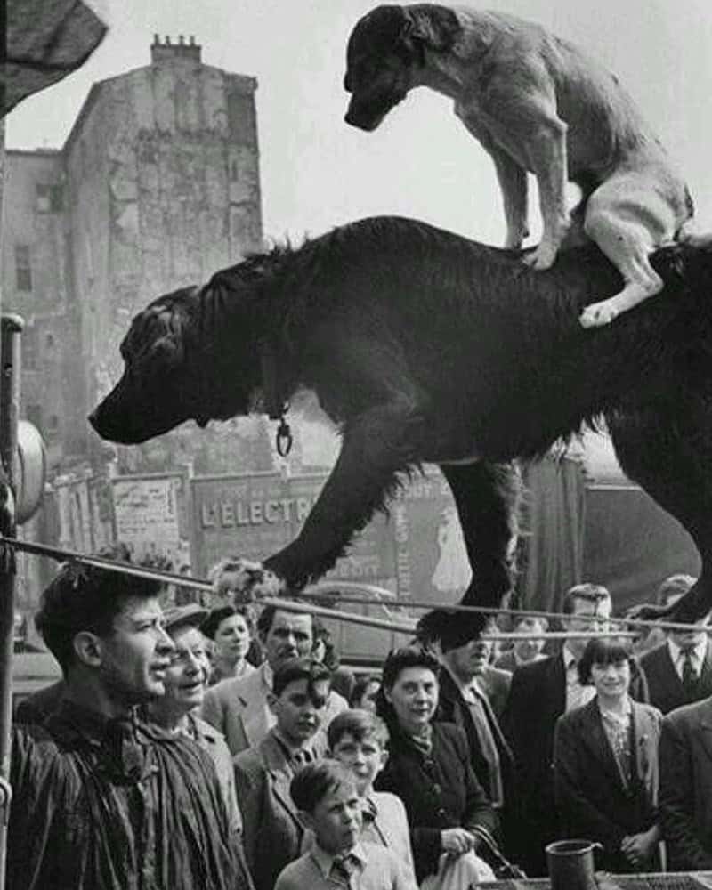 A small dog stands perfectly balanced on the back of a larger dog, a bizarre historical photo with no context.