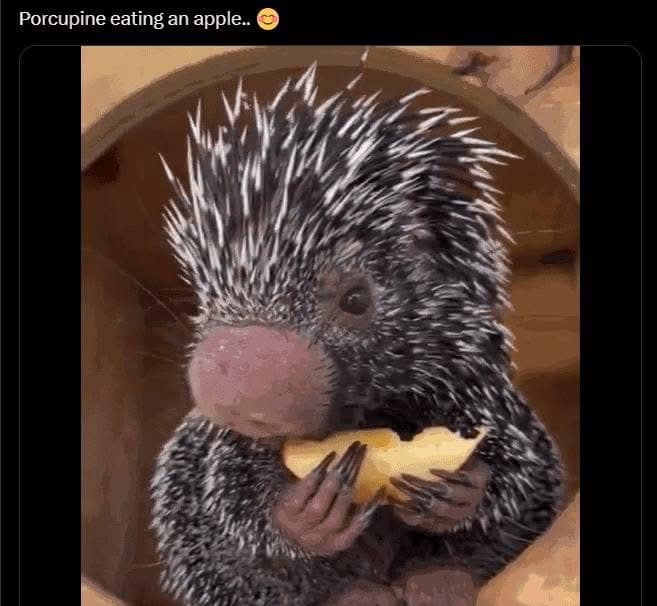 Close-up of a baby porcupine holding and nibbling an apple with tiny claws inside a wooden cubby.