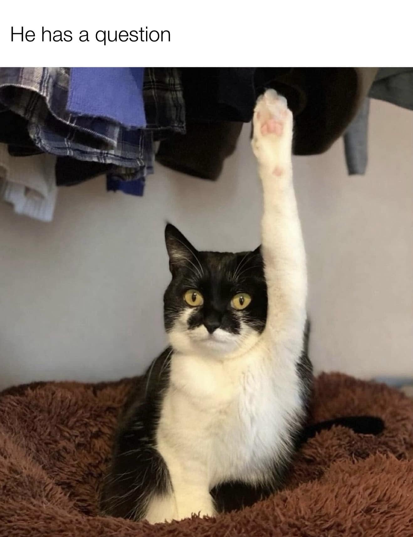 A cute meme dump photo of a black and white cat raising its paw to ask a question.