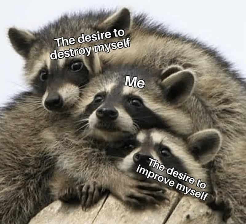 Three cuddling raccoons labeled “The desire to destroy myself,” “Me,” and “The desire to improve myself.”