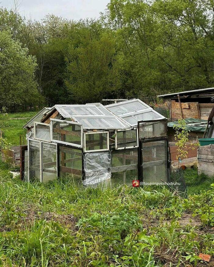 A chaotic and ramshackle but functional DIY greenhouse that has been built in a backyard out of dozens of mismatched, salvaged windows.