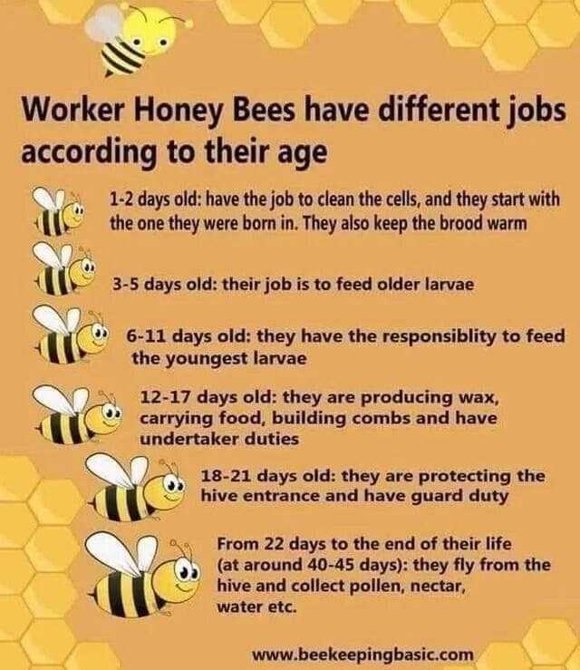 An interesting practical chart explaining the different jobs that worker honey bees have throughout their short lives.