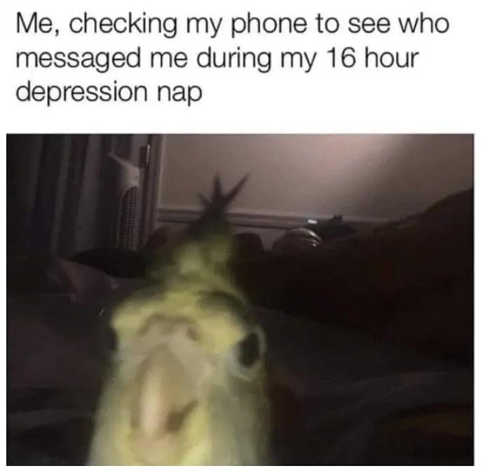 A seasonal depression meme of a bird checking its phone after taking a 16-hour depression nap.