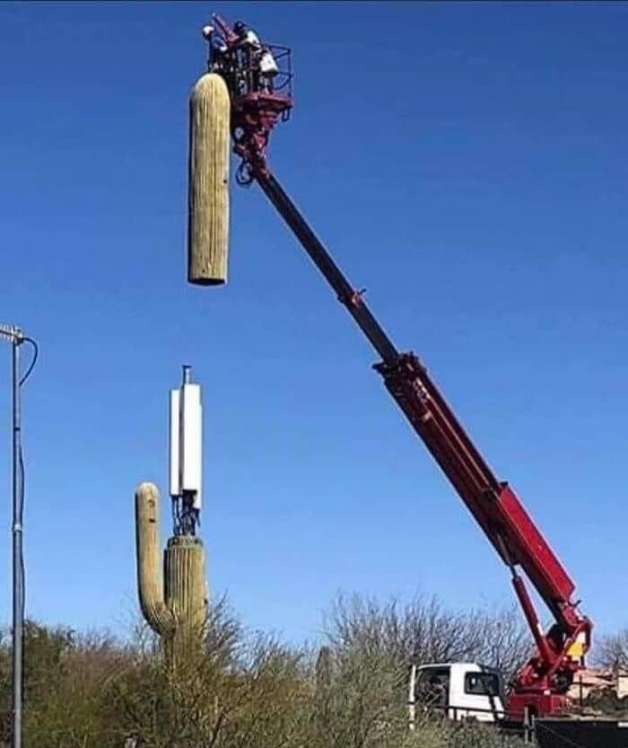 A weird photo with no context of a crane removing the top from a cactus cell tower.