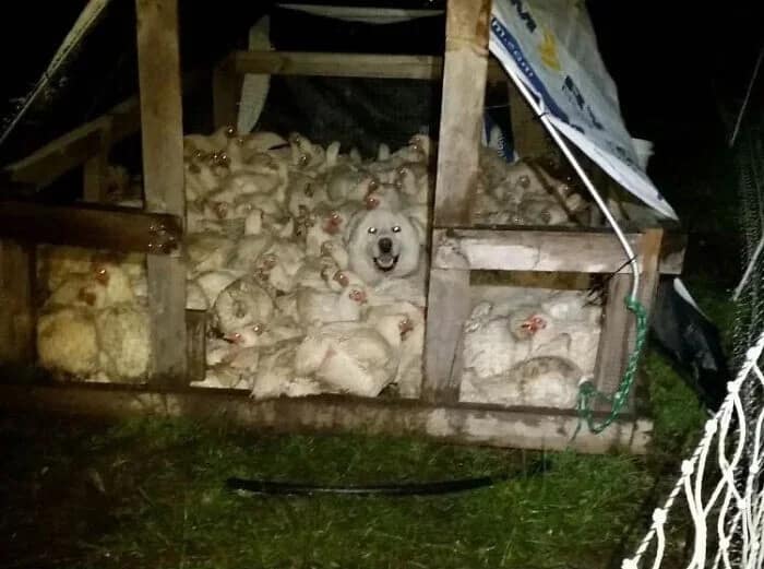 Funny glitch in the matrix photo of a happy white dog awkwardly blending in with a coop full of chickens