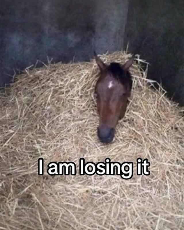 A silly pun meme where removing a bear's ears turns the word "Bears" into just "B."