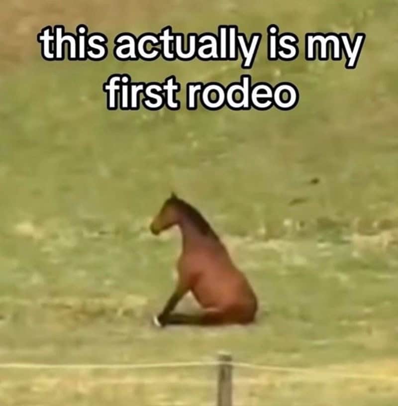 A horse sitting down with the caption "this actually is my first rodeo," a perfect absurd meme.