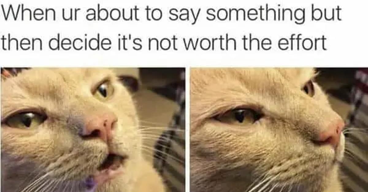 A gallery of the funniest and most relatable animal memes, featuring hilarious cats and dogs.