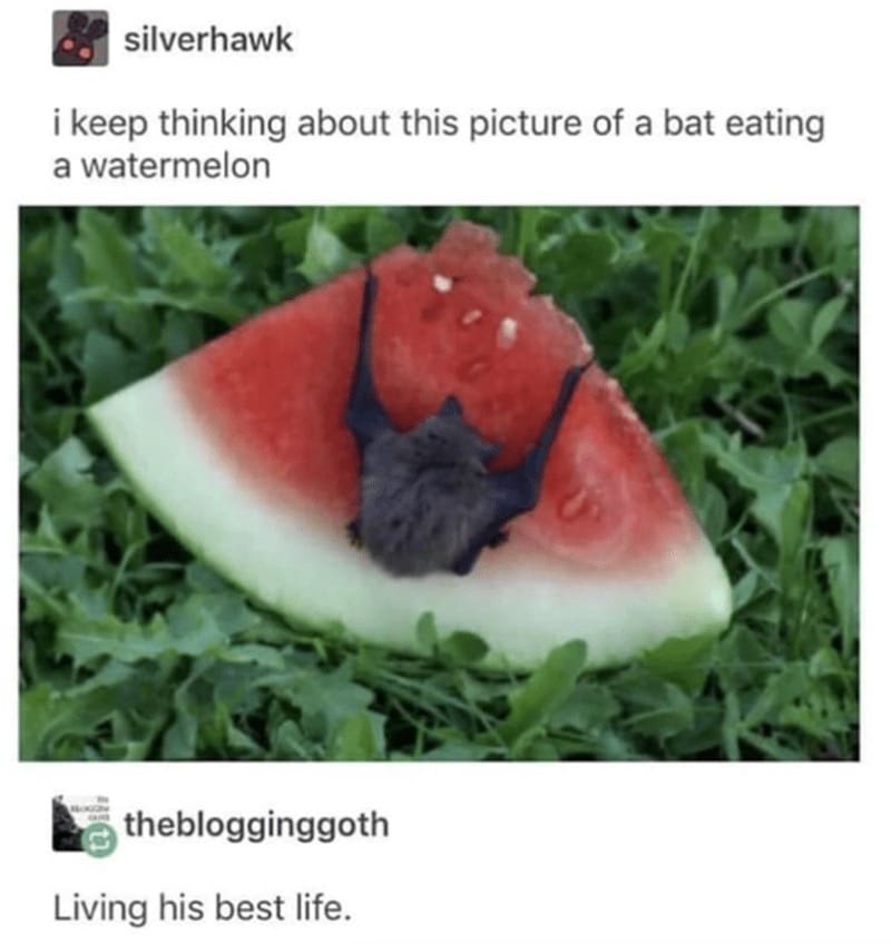 A wholesome bat meme showing an adorable tiny bat shoving its face into a large slice of watermelon.