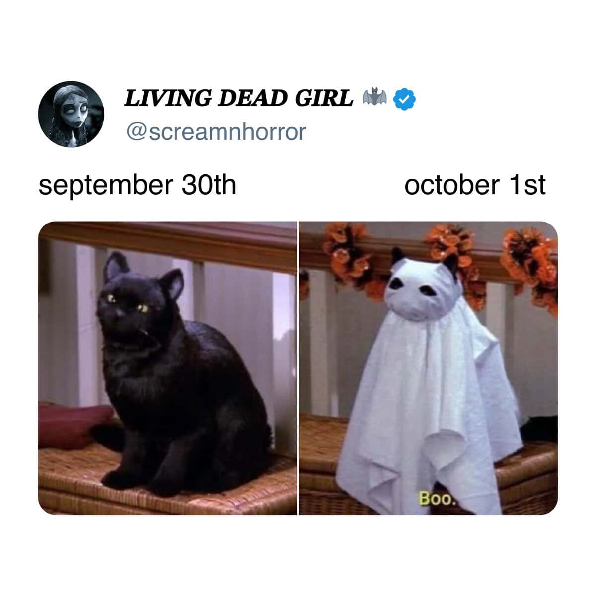 A funny cat meme showing a black cat's spooky Halloween transformation on October 1st.