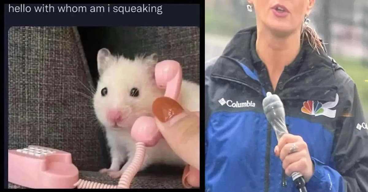 A gallery of the internet's most timeless classic memes, featuring a hilarious collection of old memes and viral tweets.