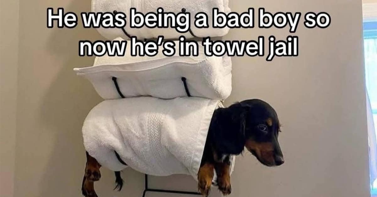 A gallery of the internet's best classic memes, featuring a random collection of viral tweets and hilarious old memes.