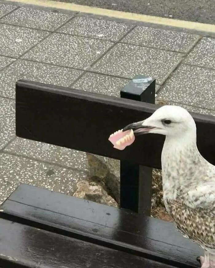 A cursed image of a seagull casually holding a full set of human dentures in its beak.