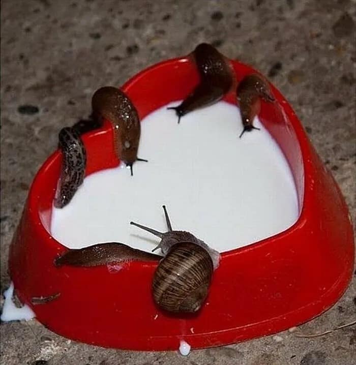 A gross cursed image showing multiple slugs and snails gathered around a heart-shaped bowl of milk