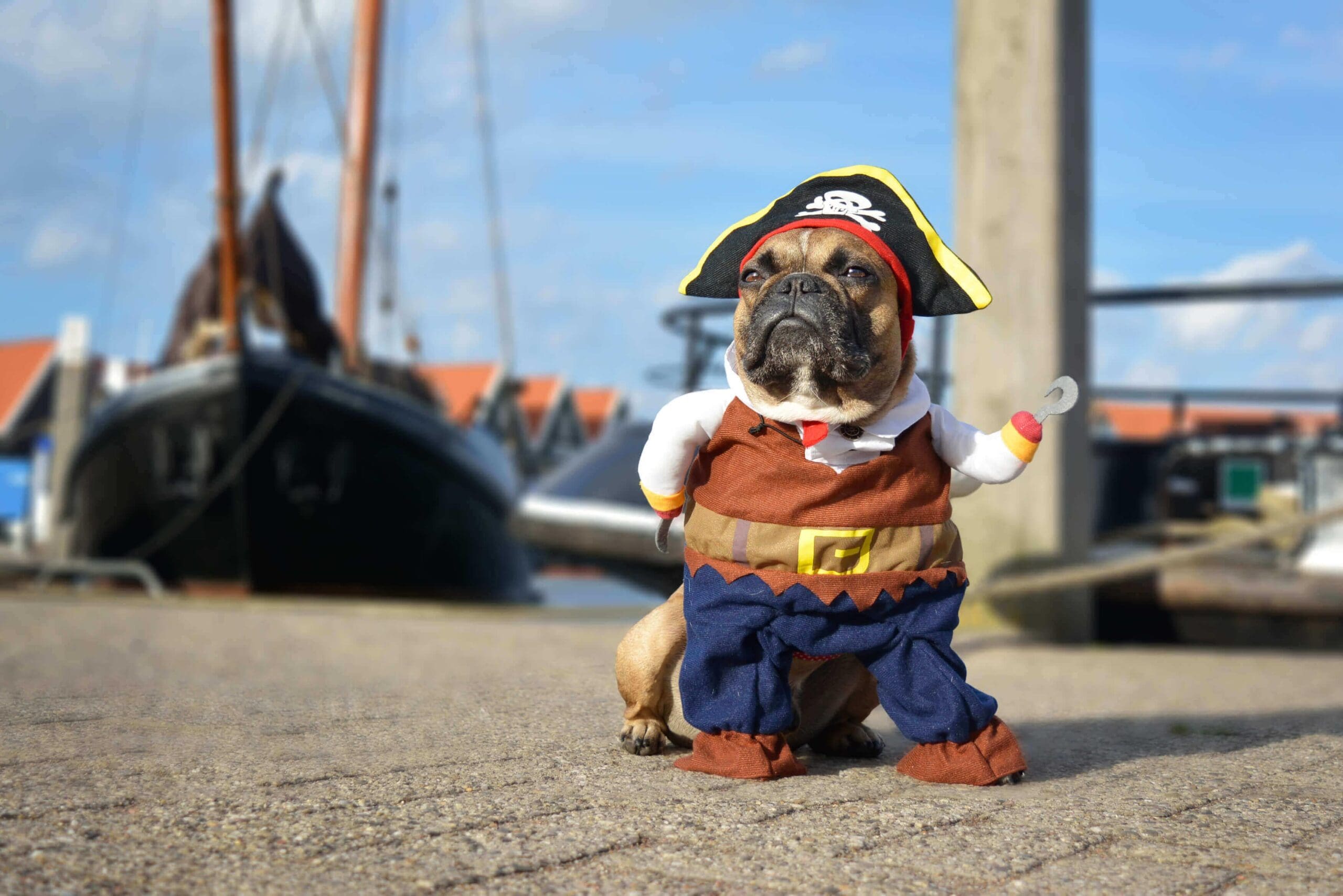 A funny dog Halloween costume of a french bulldog dressed as a tiny pirate that walks on two legs.