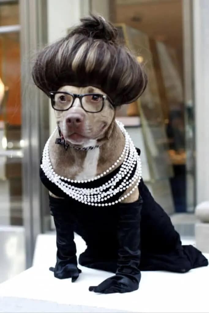 A glamorous dog Halloween costume of a pitbull dressed as Audrey Hepburn, with a wig, pearls, and gloves.