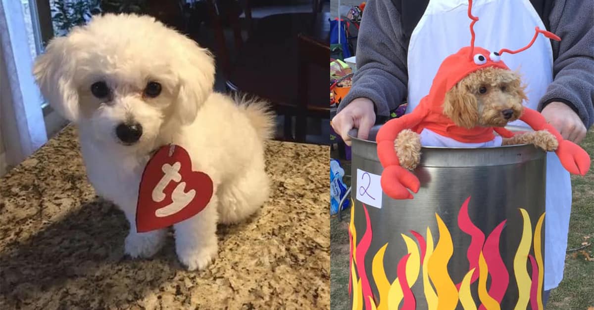 A gallery of the best dog Halloween costumes, featuring funny and creative Halloween costume ideas for dogs.