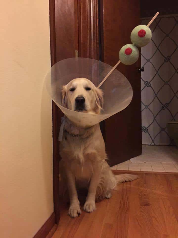 A golden retriever wearing a vet cone cleverly decorated as a martini glass costume.