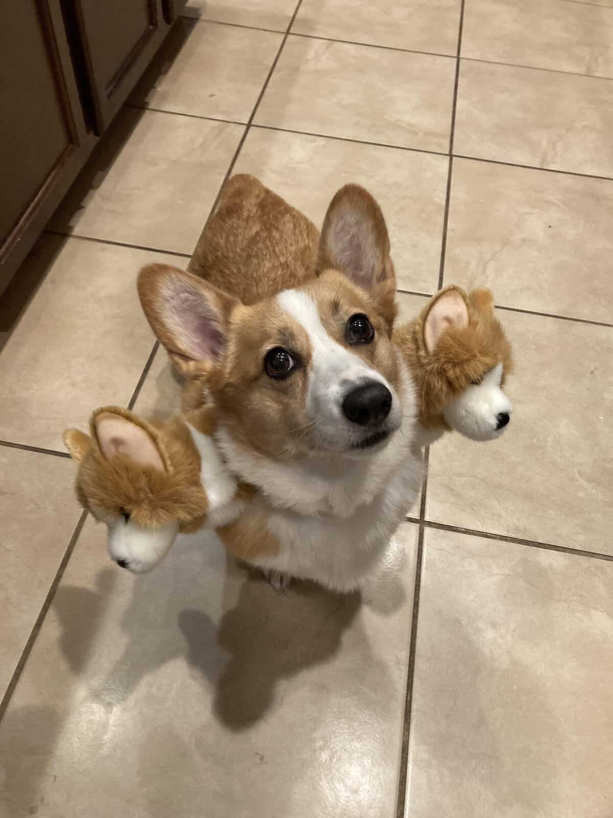 A cute corgi dog looking up at the camera while wearing a three-headed Cerberus costume.