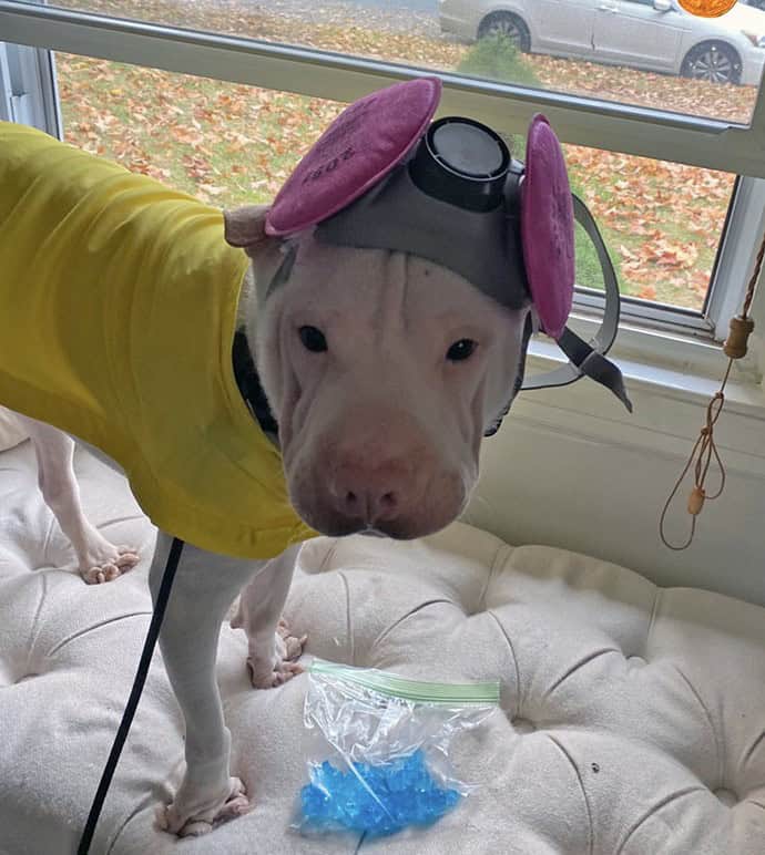 A dog dressed in a yellow hazmat suit and respirator like Walter White from Breaking Bad.