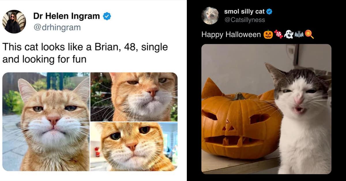 A collection of the week's funniest cat memes and tweets to start your Halloween week