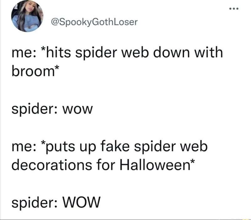 A funny tweet from the perspective of a spider who is confused about humans putting up fake webs.