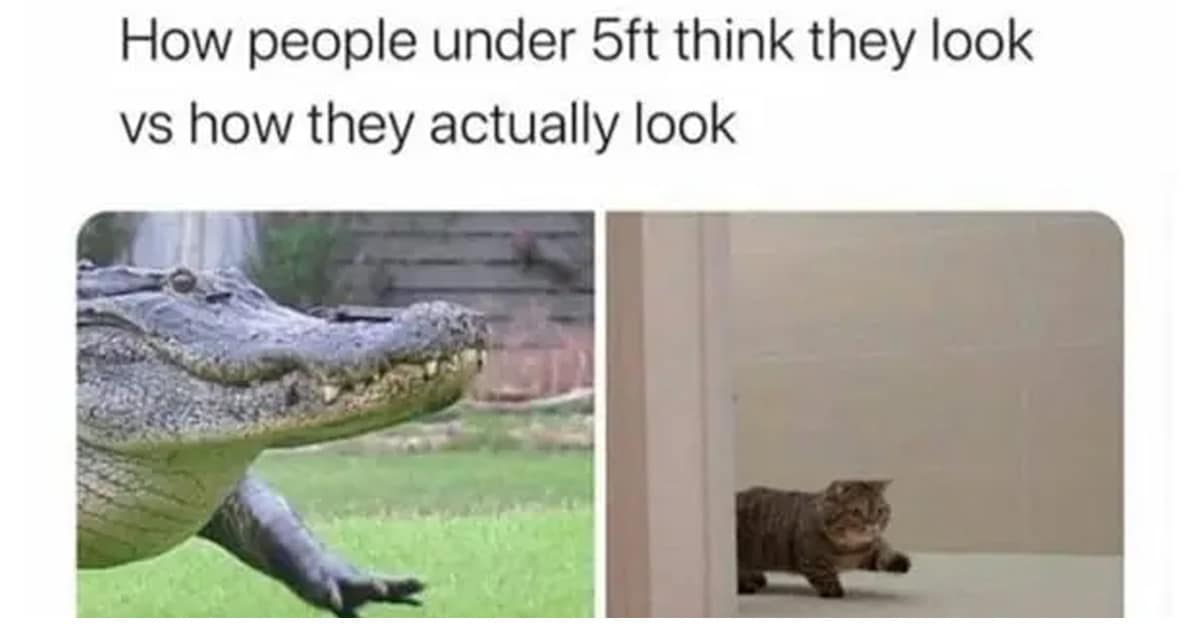 A gallery of the funniest height memes, featuring hilarious and relatable tweets about being tall and short.