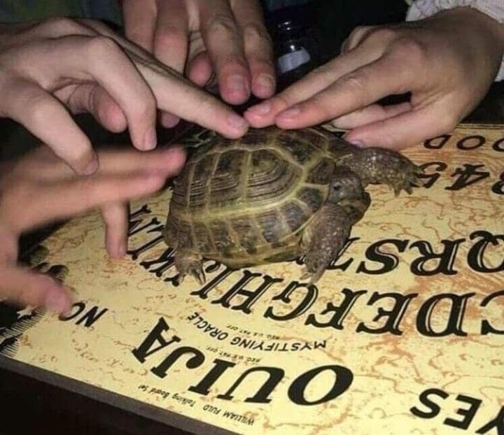 A cursed and funny meme of people using a tortoise as a planchette on a Ouija board.