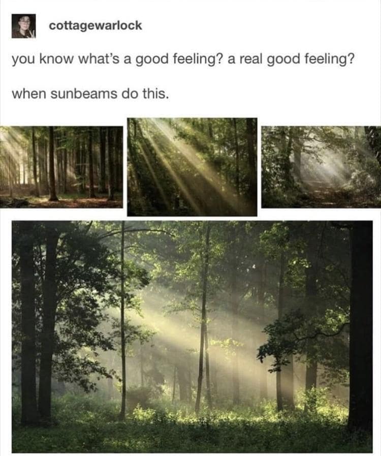 Wholesome funny memes Tumblr post appreciating the simple beauty of sunbeams shining through forest trees
