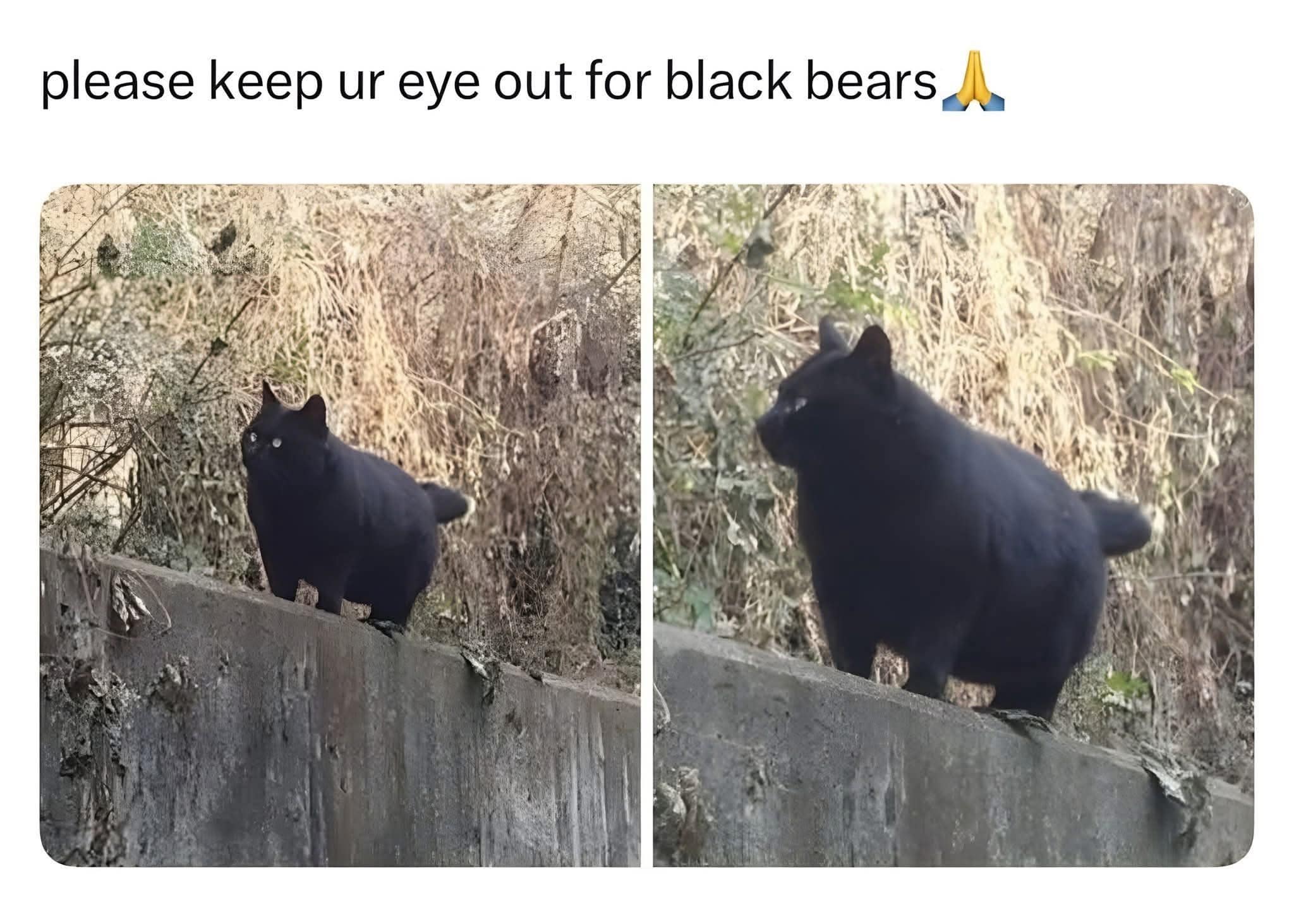 Two photos of a large, chonky black cat with a short tail that is humorously mistaken for a black bear.