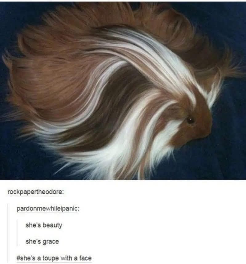 Funny memes Tumblr post featuring a fluffy guinea pig with long, flowing hair resembling a toupee with a face.