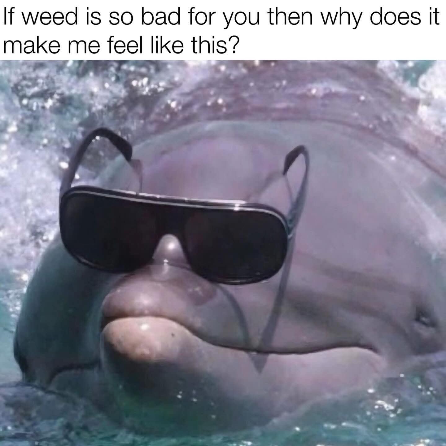 Funny meme featuring a cool dolphin wearing sunglasses, representing the positive feeling someone gets from weed.