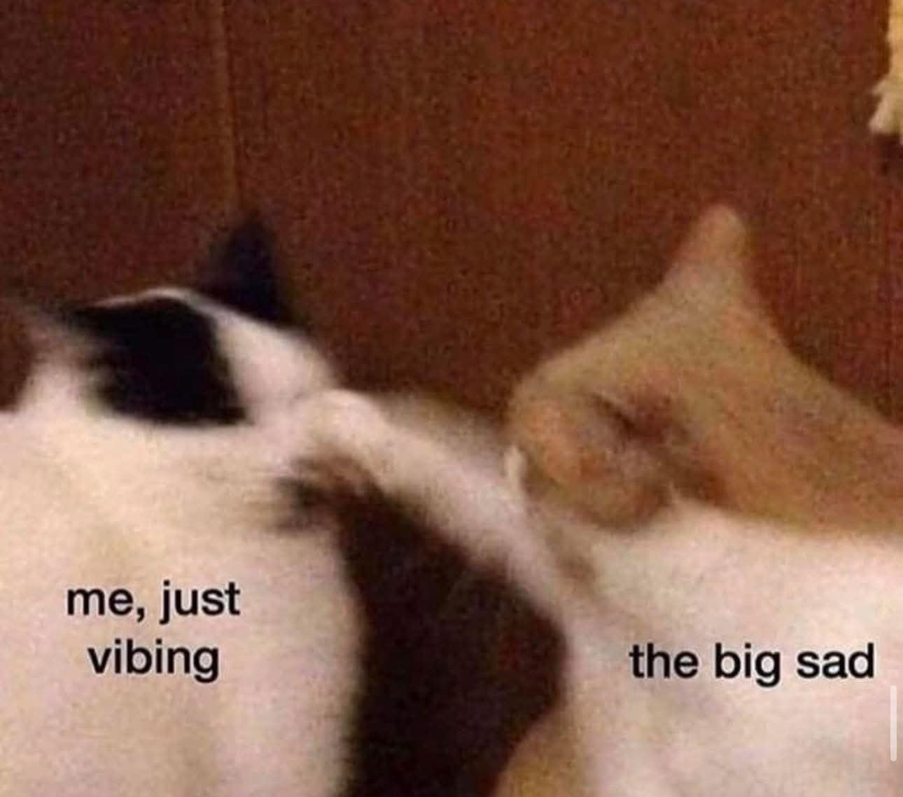A cat meme where "the big sad" suddenly hits another cat that was labeled "me, just vibing."