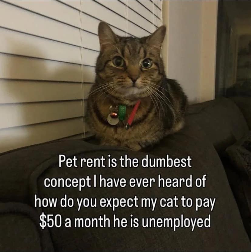 A tabby cat loafing on a couch looking innocent next to a funny meme about pet rent.