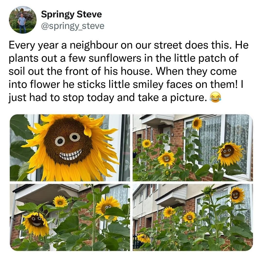 Four photos of happy sunflowers with googly eyes and funny smiles stuck on them in a garden.